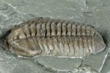 Flexicalymene Trilobite Fossil - Indiana #289051-1